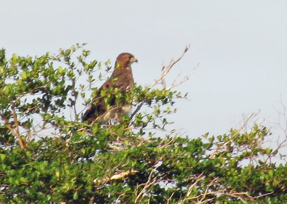 Red-tailed Hawk - ML42796951