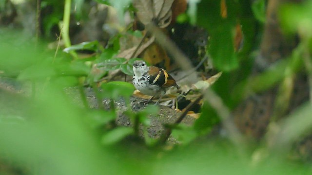 Banded Antbird - ML427970301