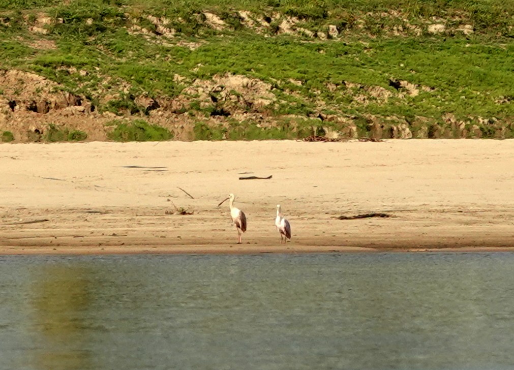 Roseate Spoonbill - ML427971401