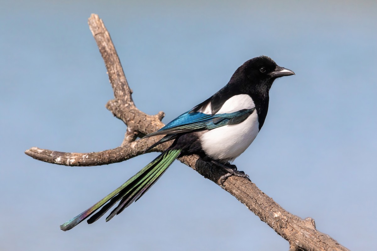 Eurasian Magpie (Eurasian) - Alexis Lours