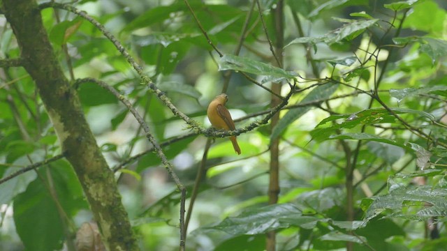 Cinnamon Manakin-Tyrant - ML427971851