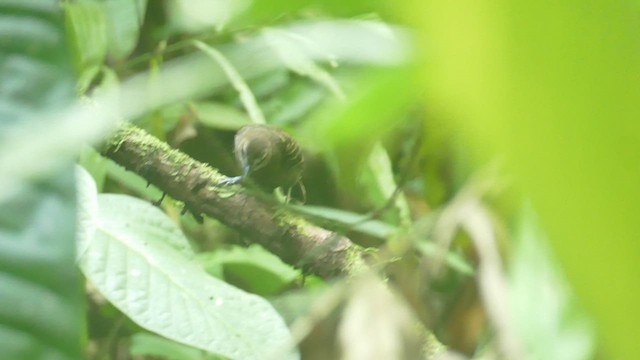 Lunulated Antbird - ML427973161