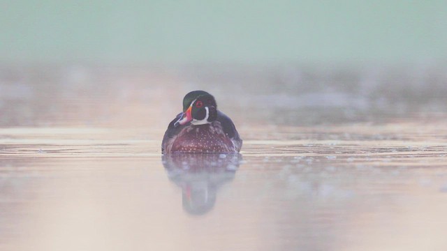 Wood Duck - ML427975321