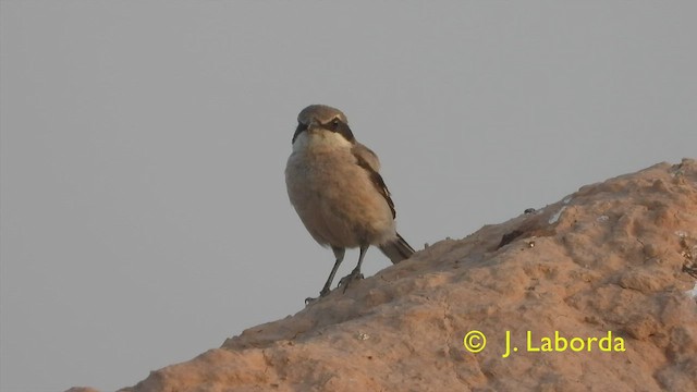 Iberian Gray Shrike - ML427976331