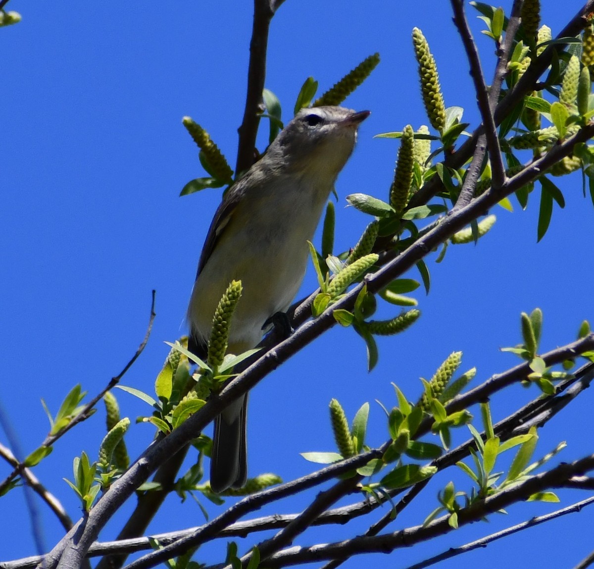 Vireo Gorjeador - ML427977011