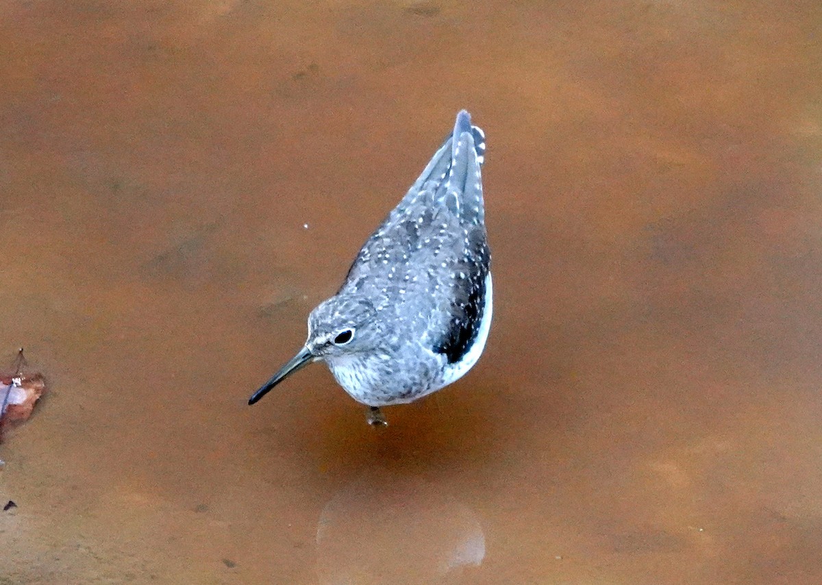 Solitary Sandpiper - ML427977241