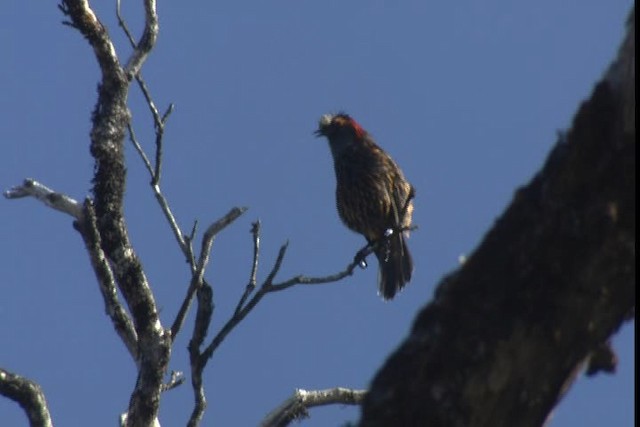 Haubenkleidervogel - ML427978