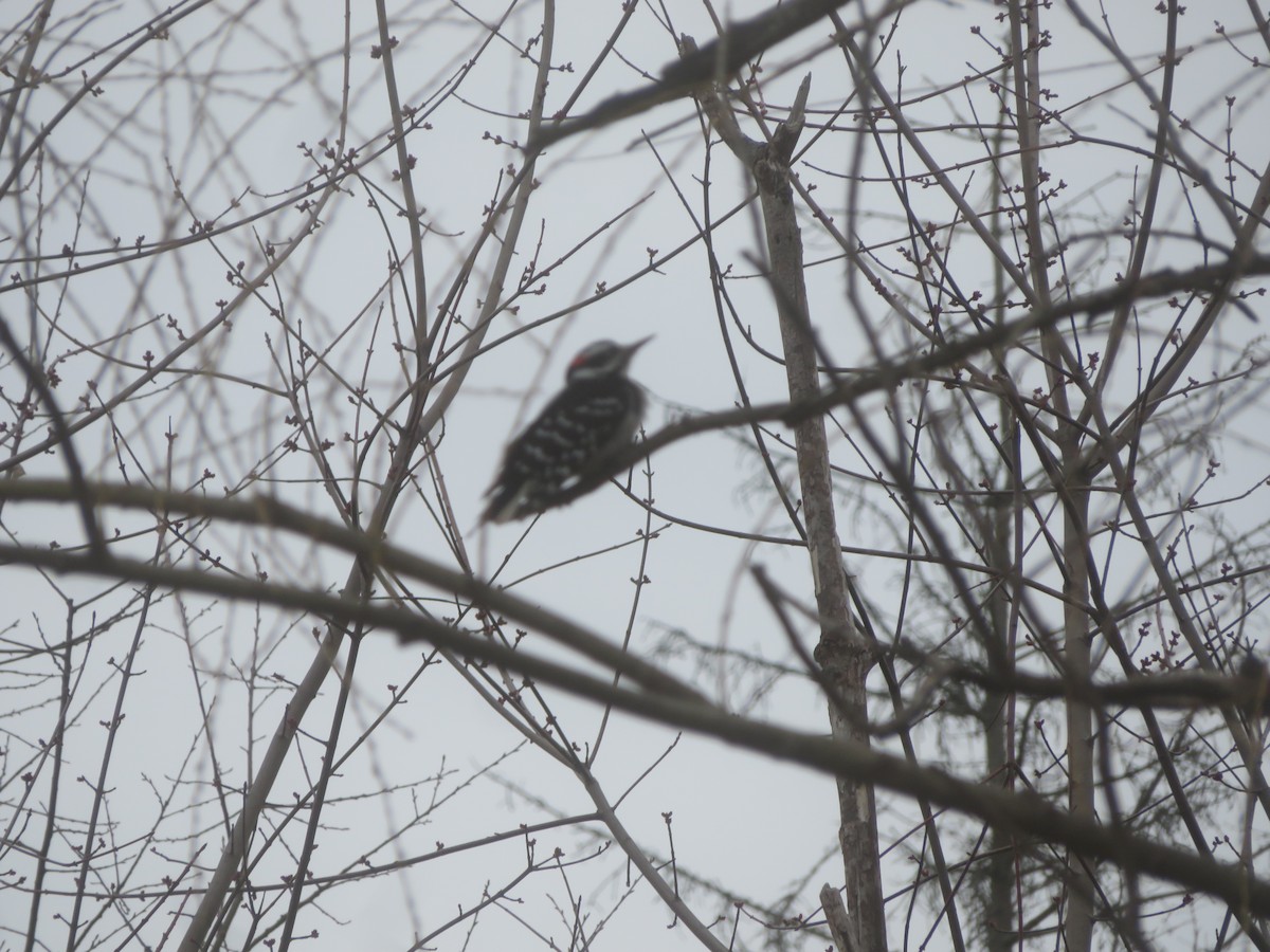 Hairy Woodpecker - ML427979071