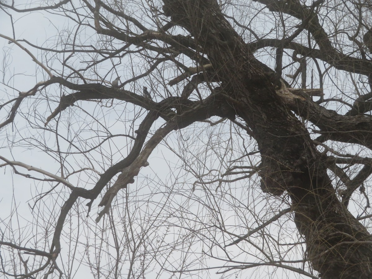 Hairy Woodpecker - ML427979081