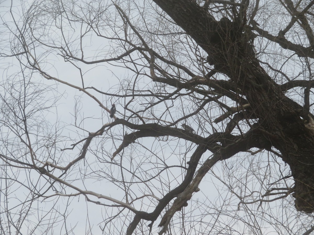 Hairy Woodpecker - ML427979091