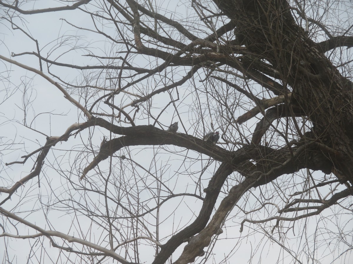 Hairy Woodpecker - William Kuk