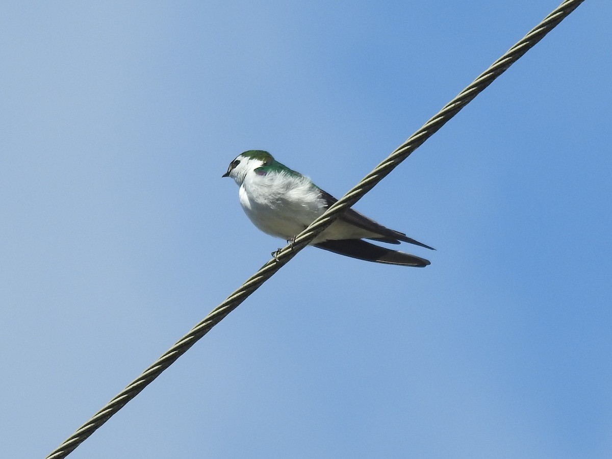 Violet-green Swallow - ML427979131