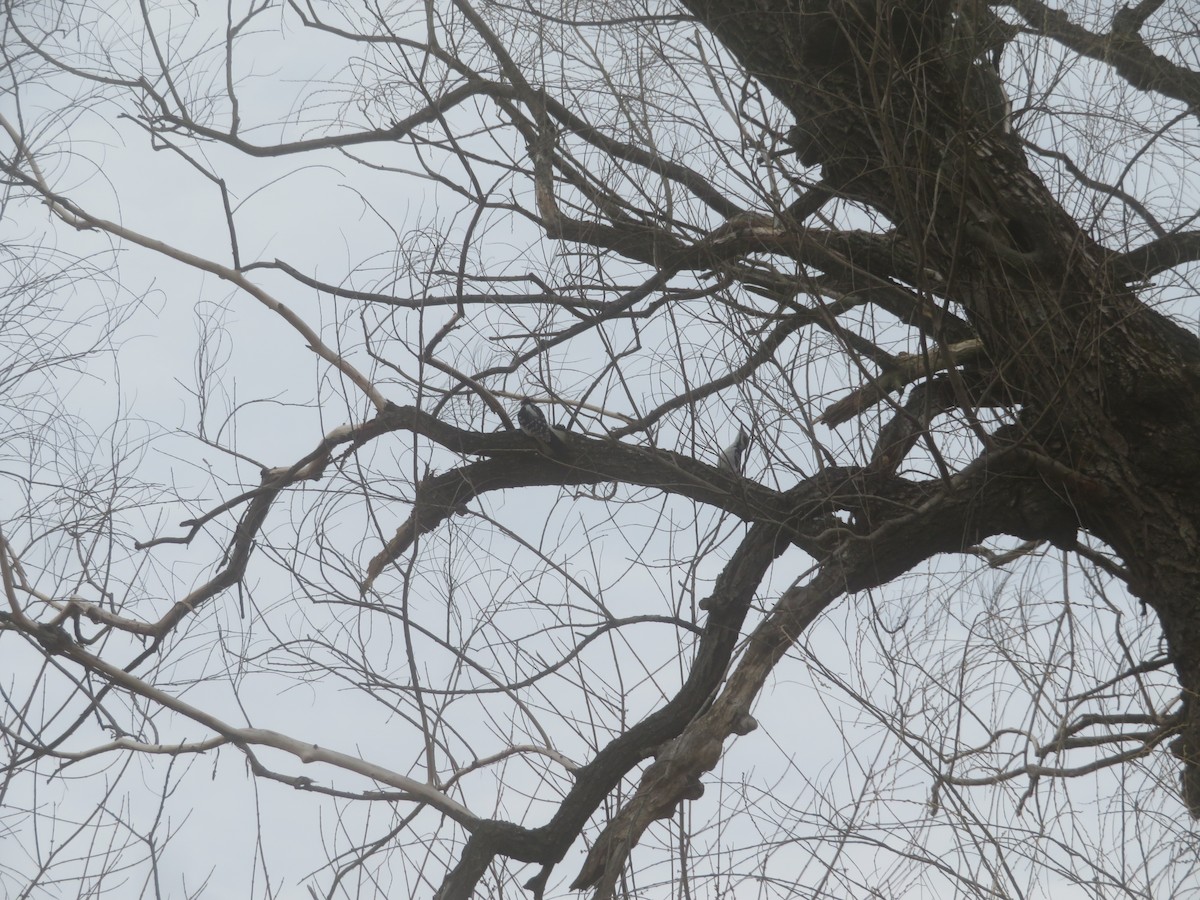 Hairy Woodpecker - ML427979141