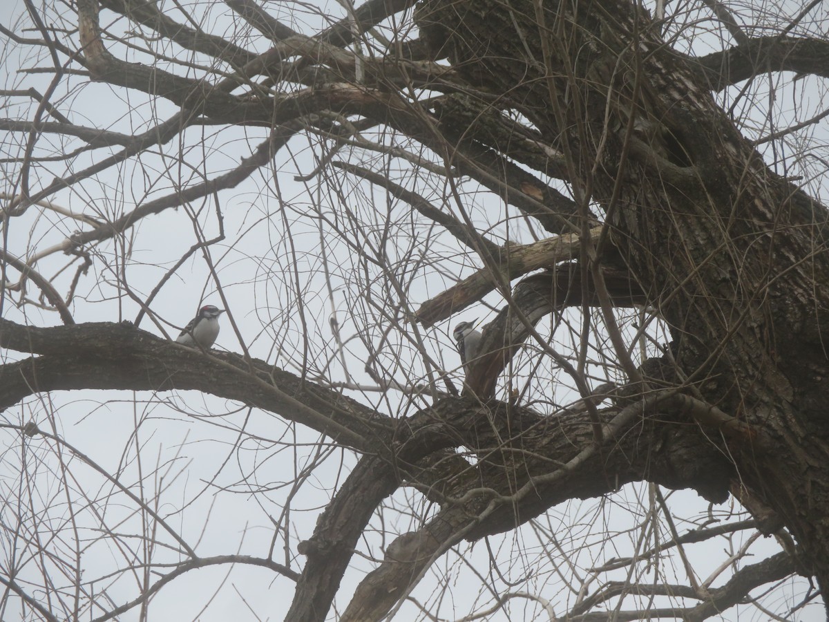 Hairy Woodpecker - ML427979181