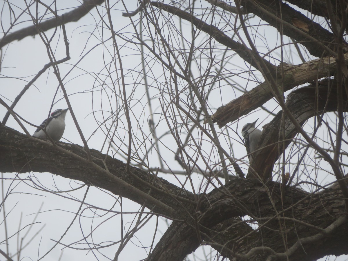 Hairy Woodpecker - ML427979211