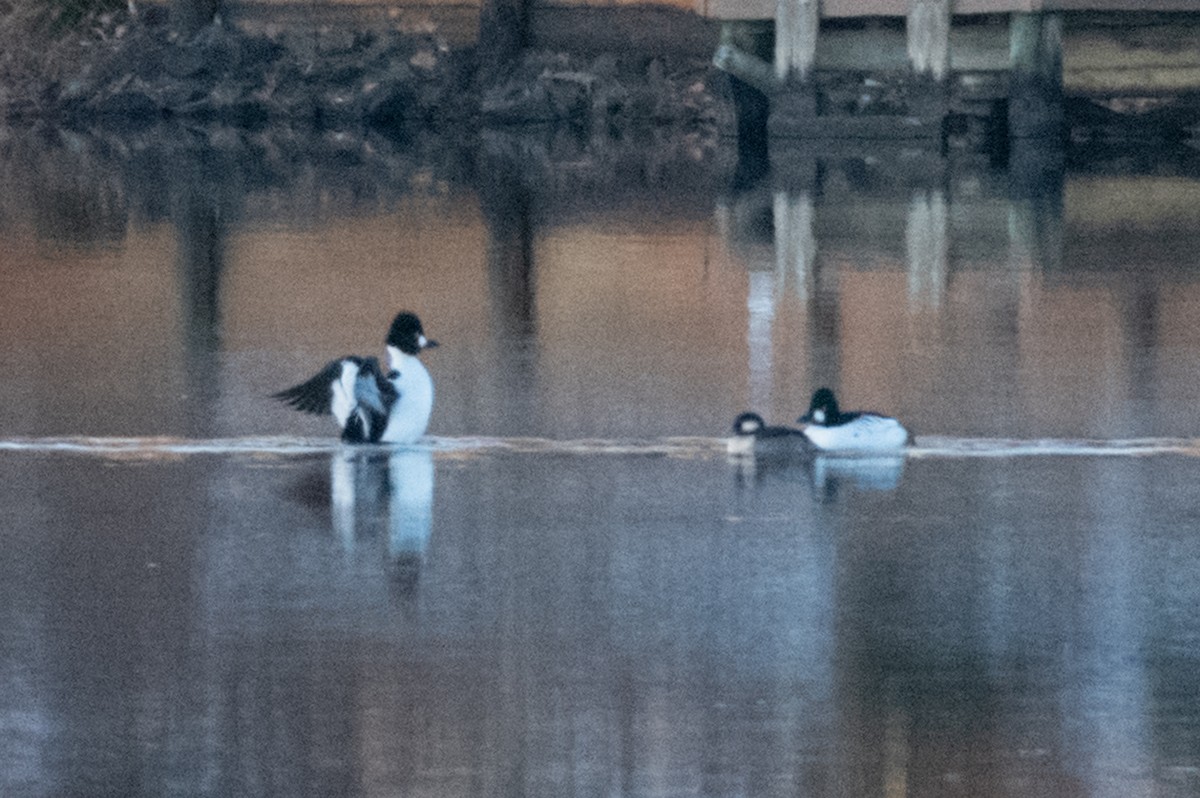 Common Goldeneye - Shea Tiller