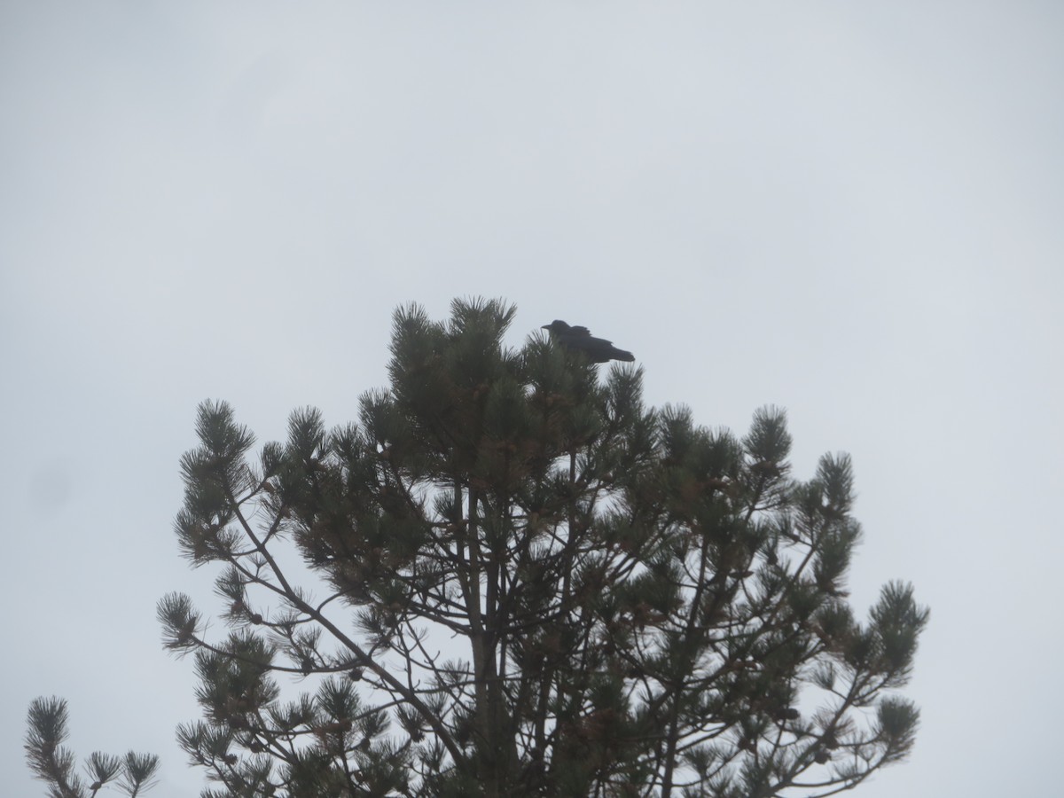 Fish Crow - ML427979611