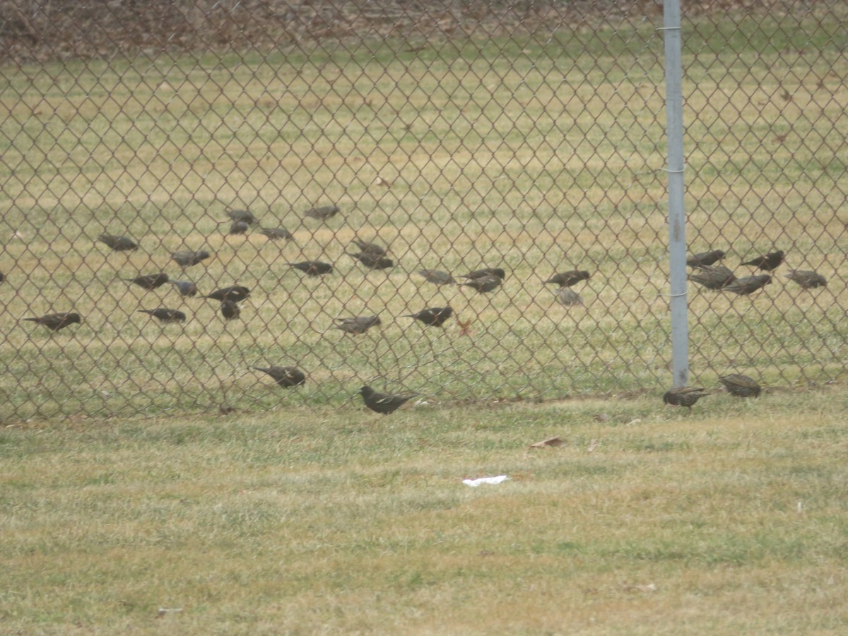 Red-winged Blackbird - ML427980101