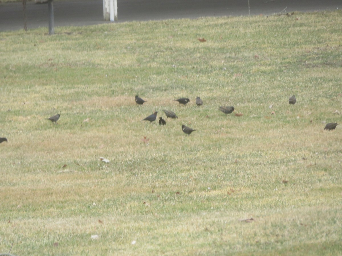 Brown-headed Cowbird - ML427981321