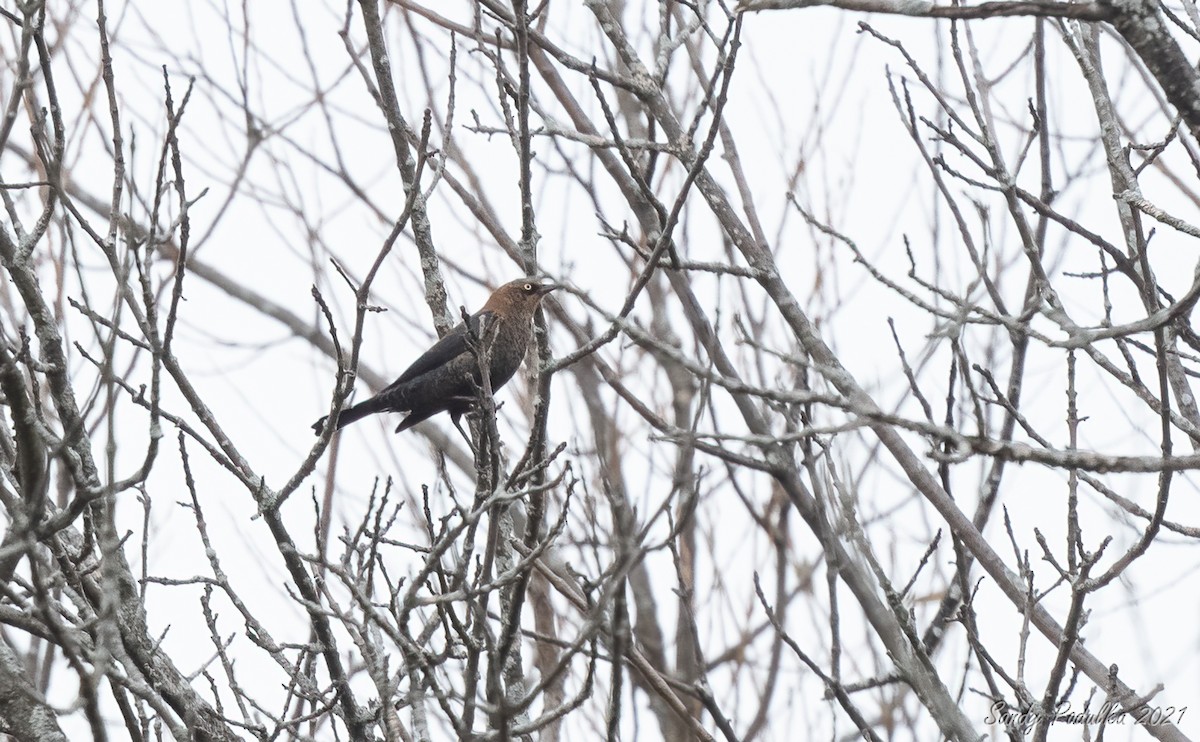 Rusty Blackbird - ML427981431