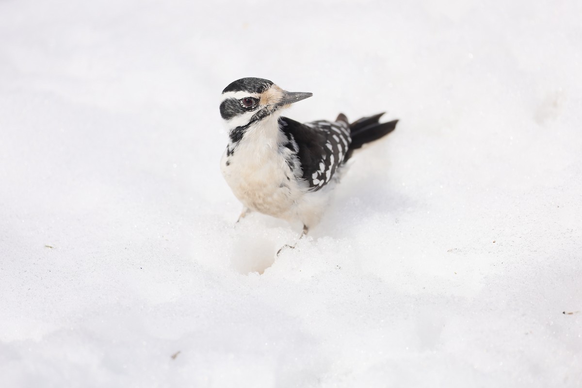 Hairy Woodpecker - ML427981671