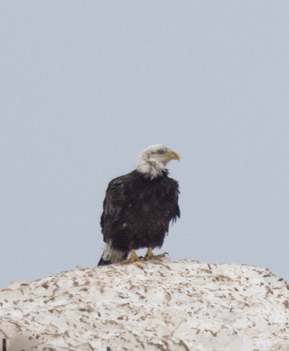 Bald Eagle - ML427982051