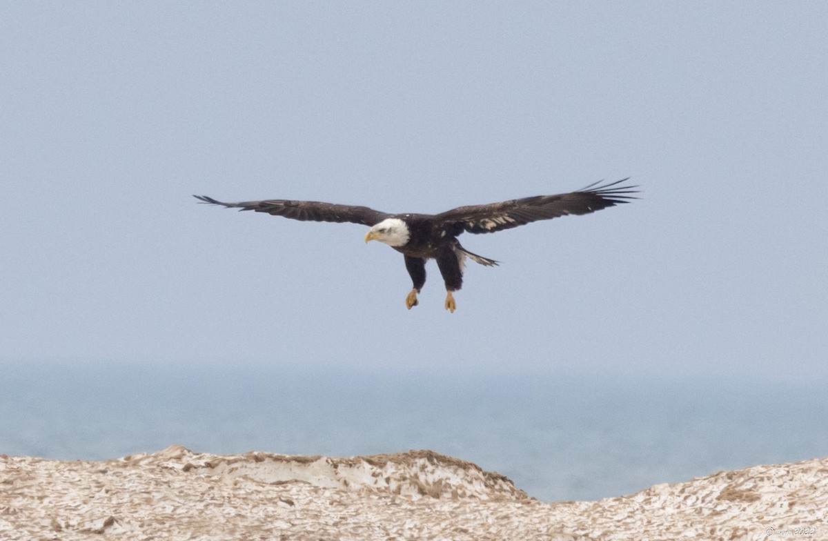 Bald Eagle - ML427982061