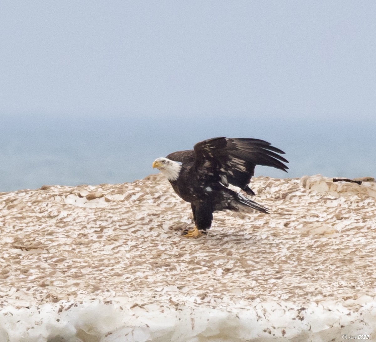 Bald Eagle - Carl & Judi Manning