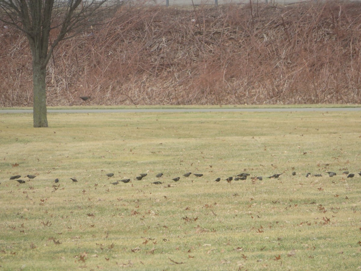 Red-winged Blackbird - ML427982431