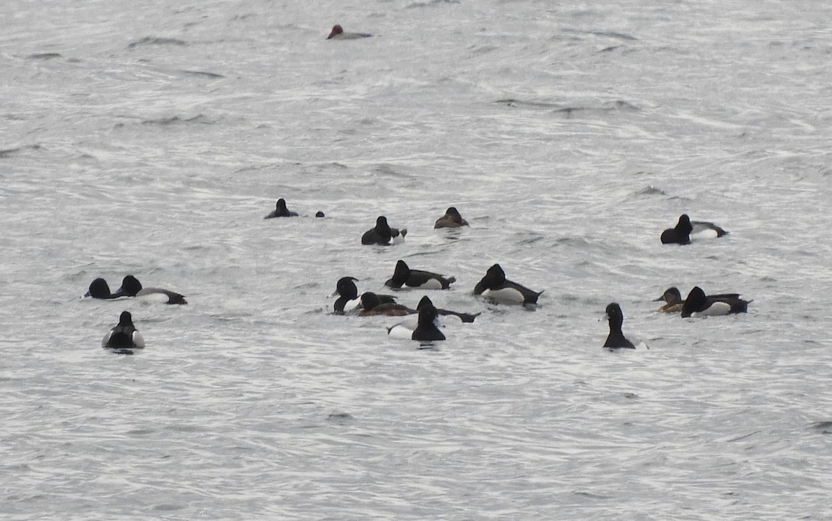 Tufted Duck - ML427982931