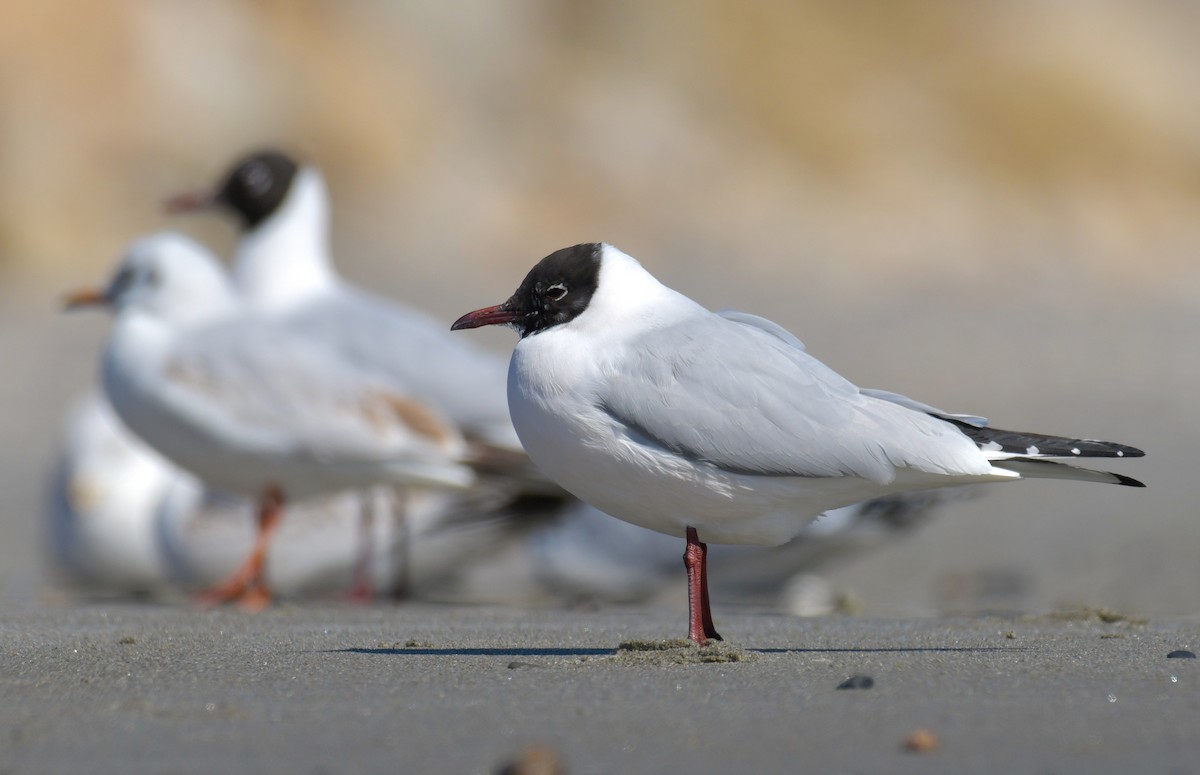 Black-headed Gull - Sam Miller