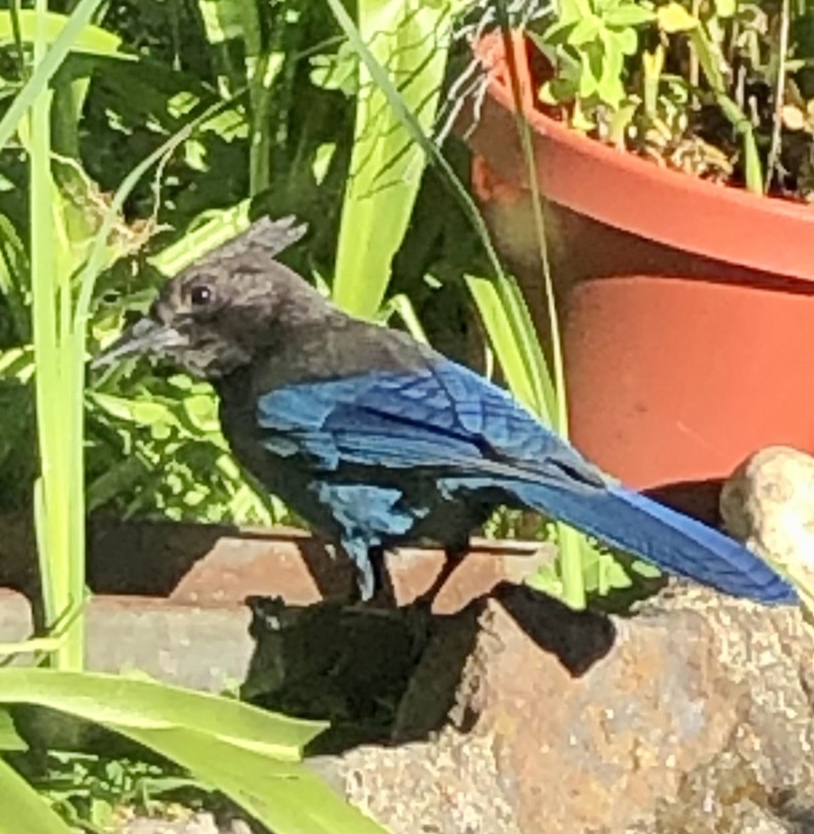 Steller's Jay (Coastal) - ML427986231