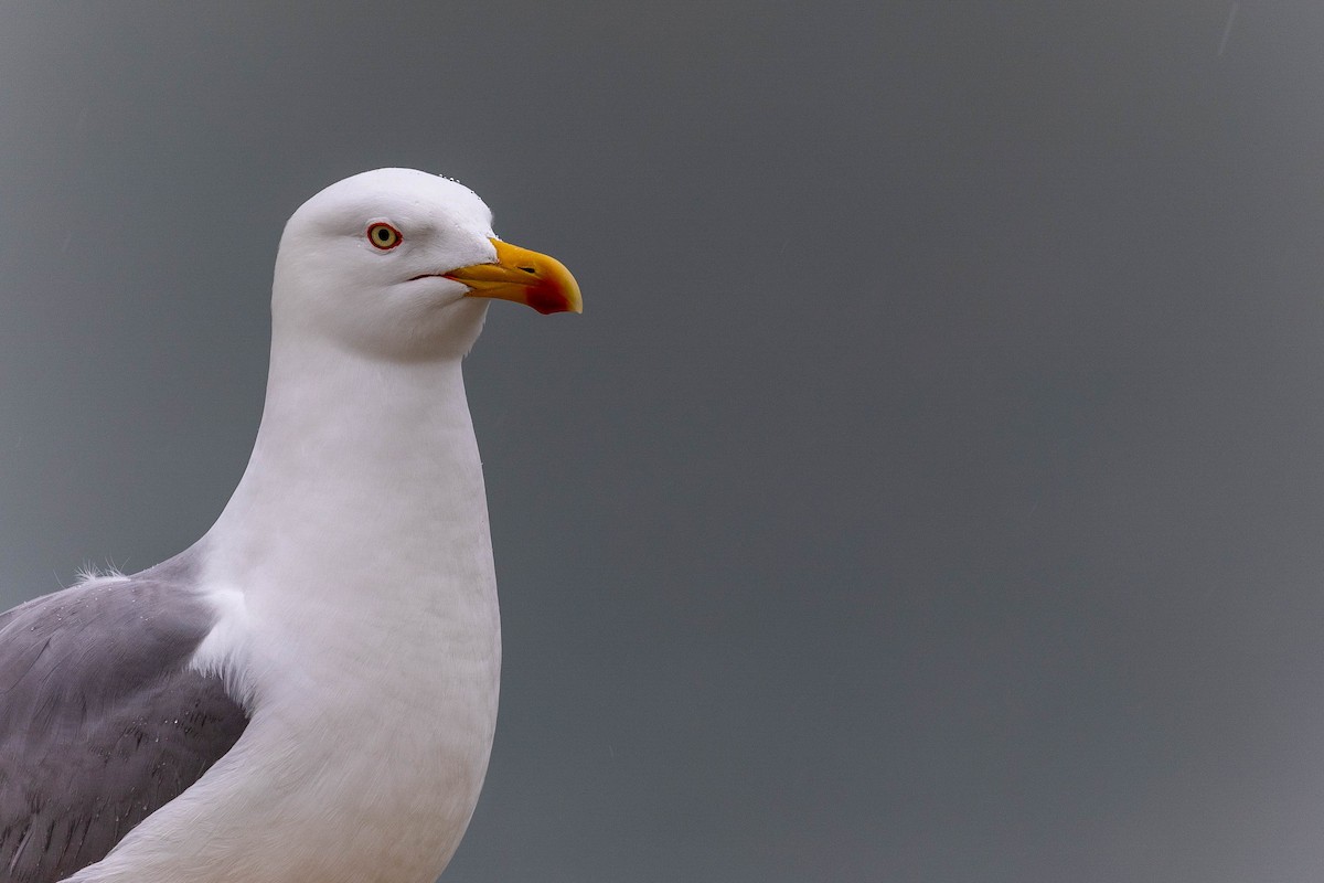 Yellow-legged Gull - ML427986571