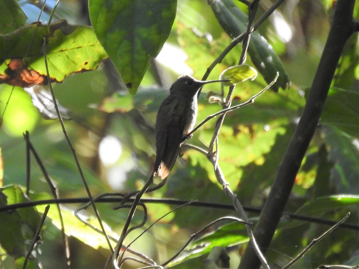 Broad-tailed Hummingbird - ML427986731