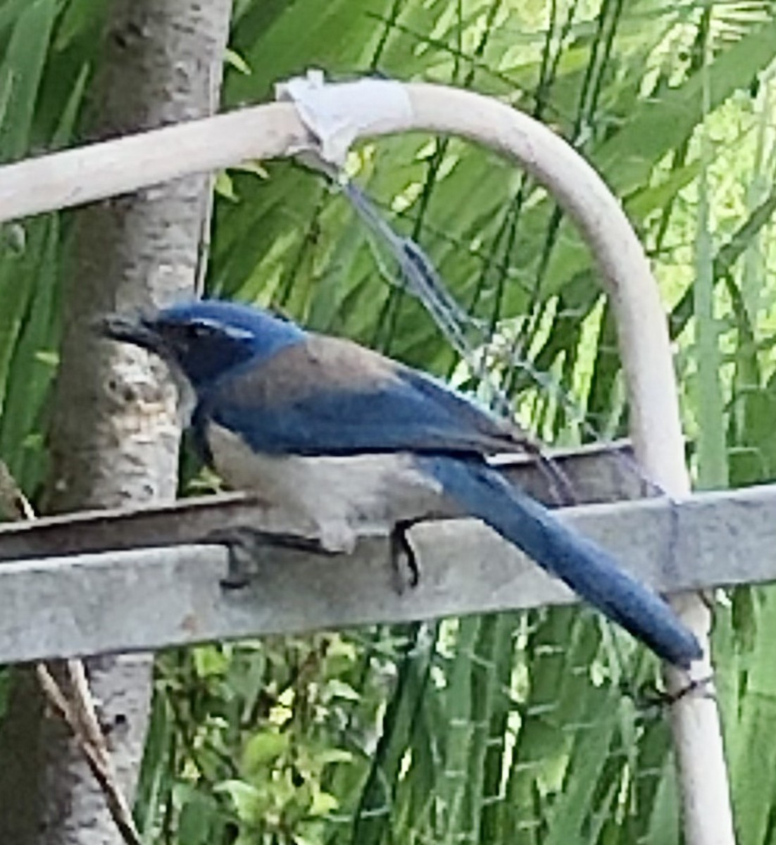 California Scrub-Jay - ML427988961