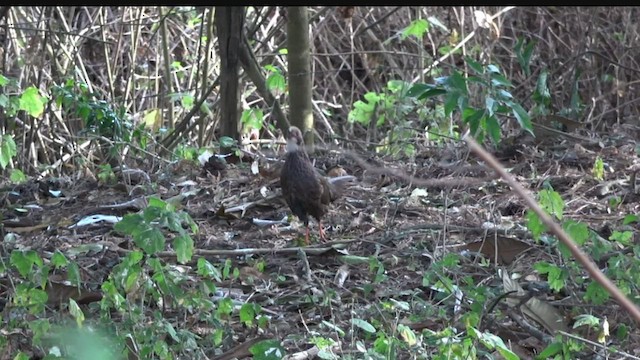 Buffy-crowned Wood-Partridge - ML427989281