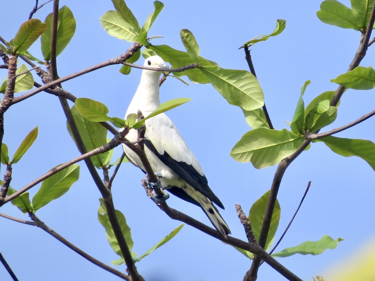 Pied Imperial-Pigeon - GARY DOUGLAS