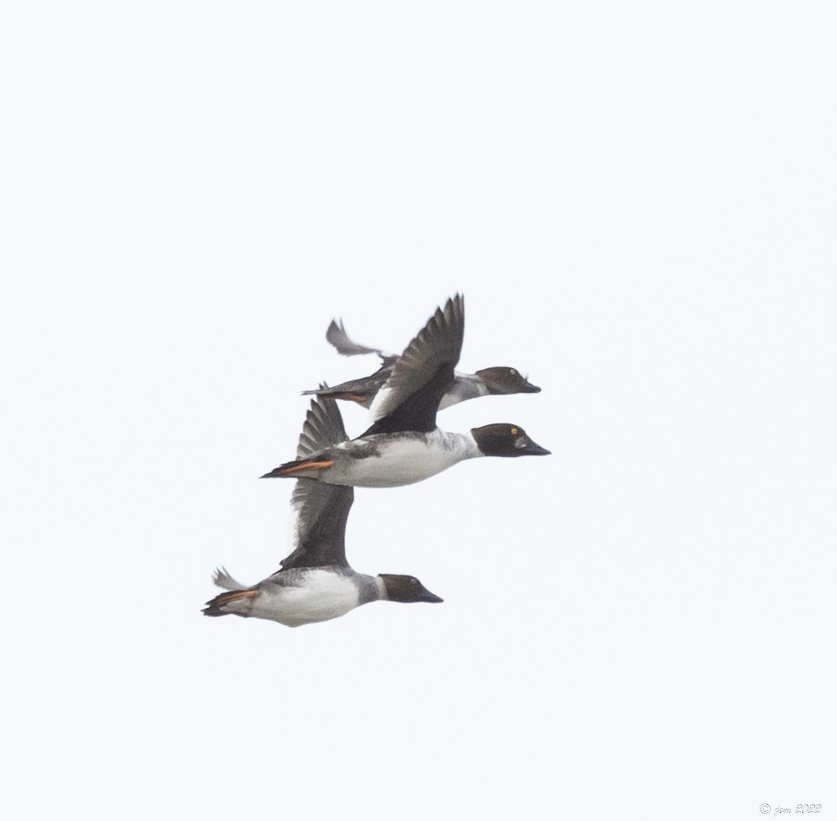 Common Goldeneye - ML427989881