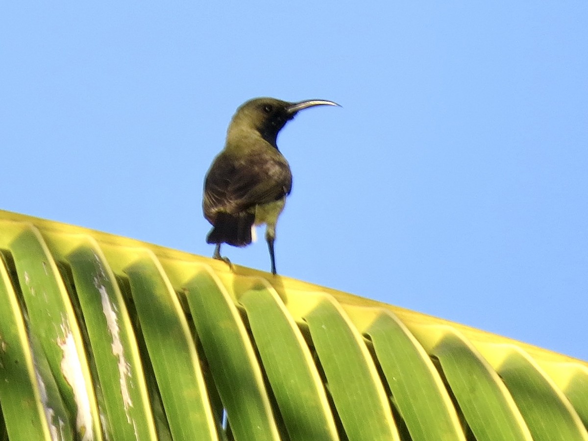 Palawan Sunbird - ML427990151