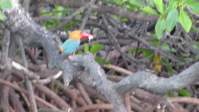 Stork-billed Kingfisher - ML427990491