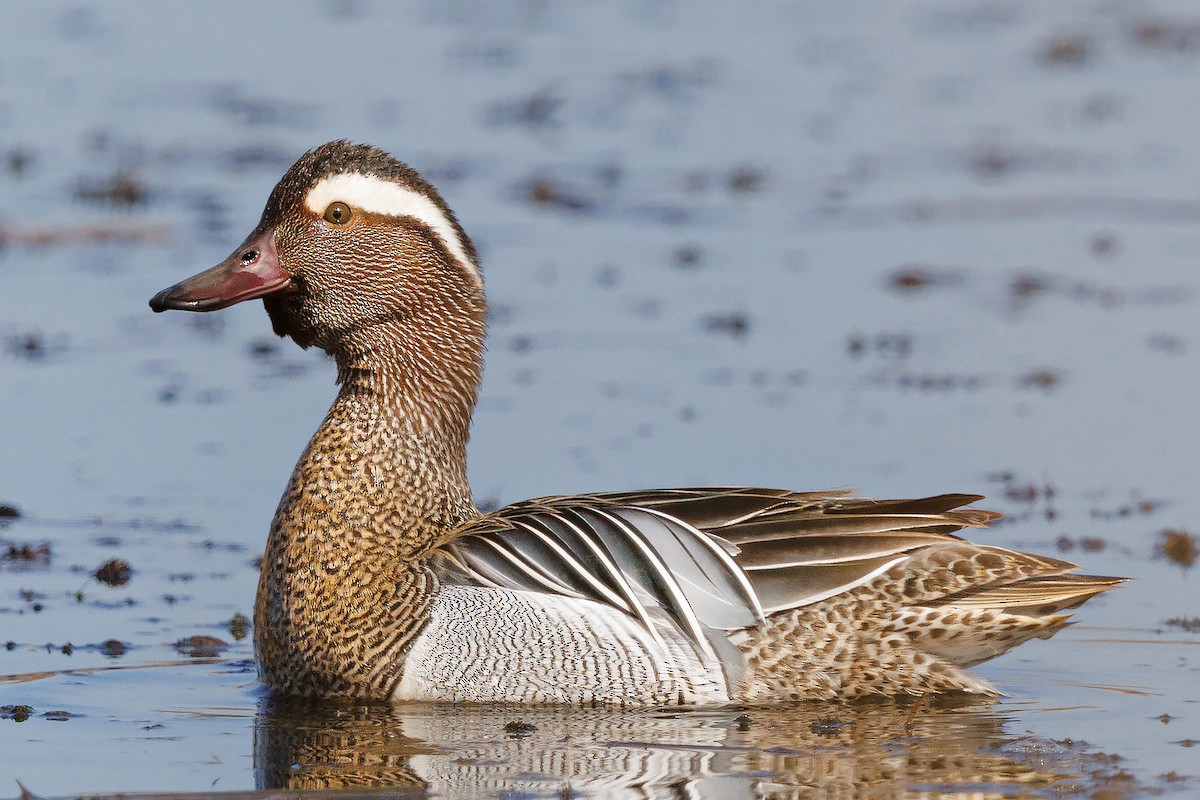 Garganey - Zoran T.