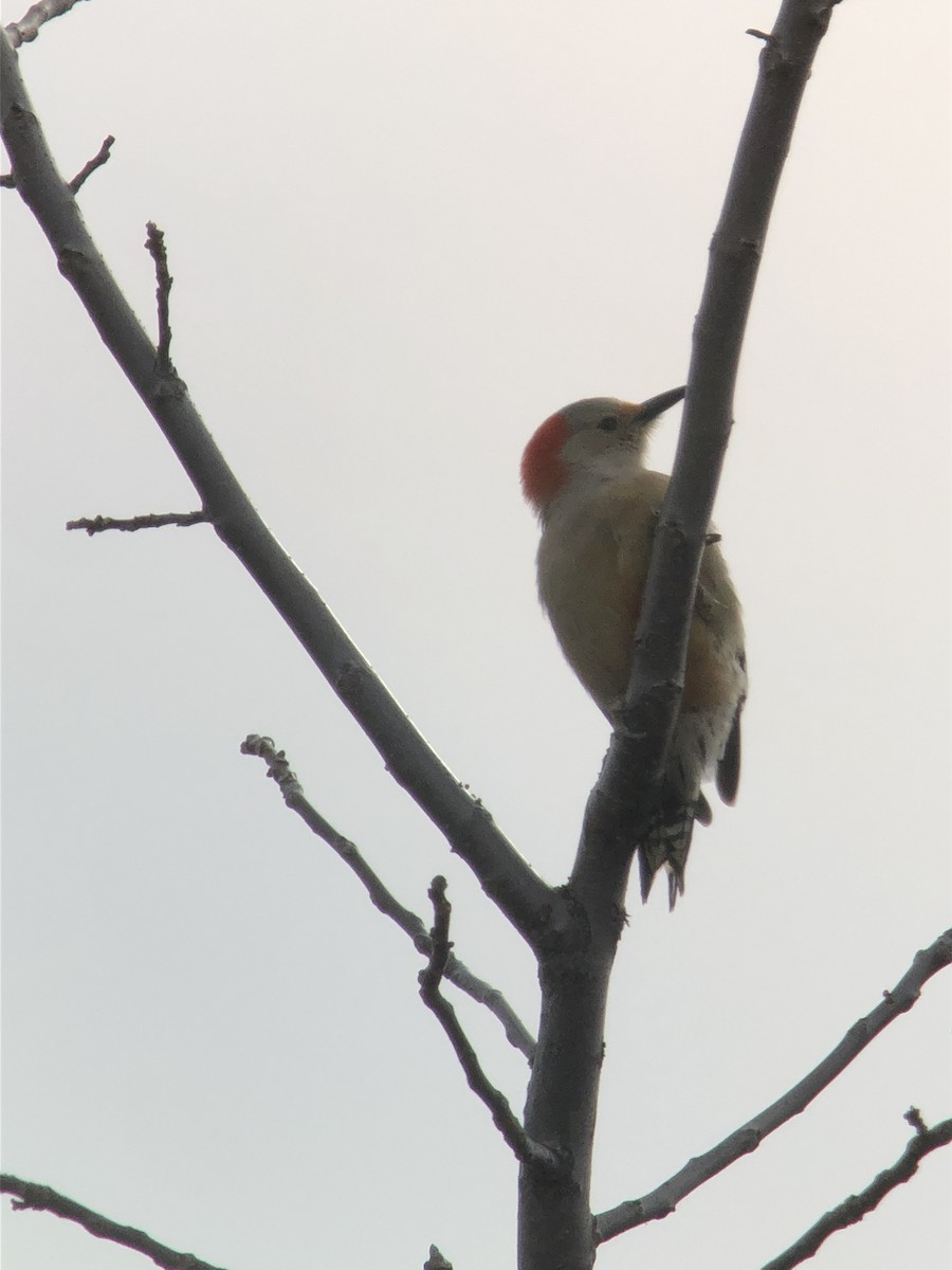 Red-bellied Woodpecker - ML427991371