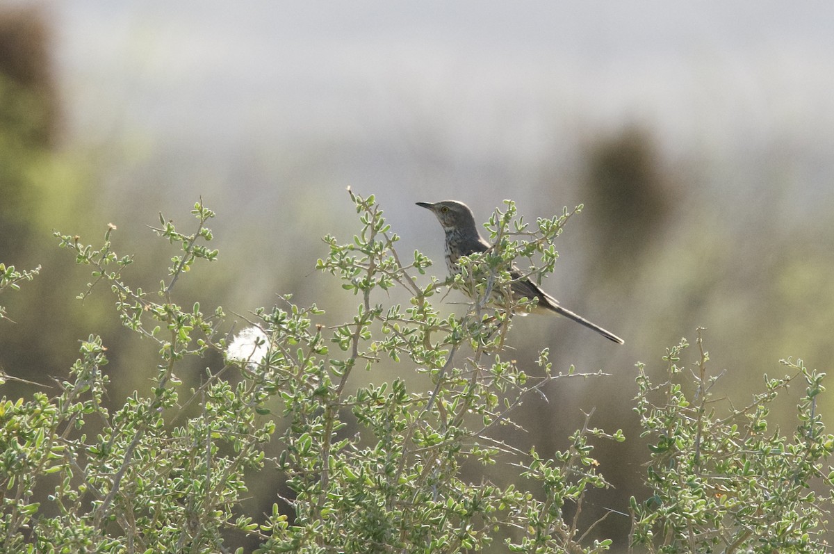 Sage Thrasher - ML427991591