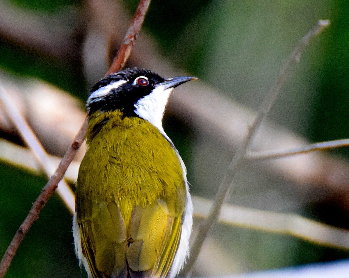 White-throated Honeyeater - ML42799271