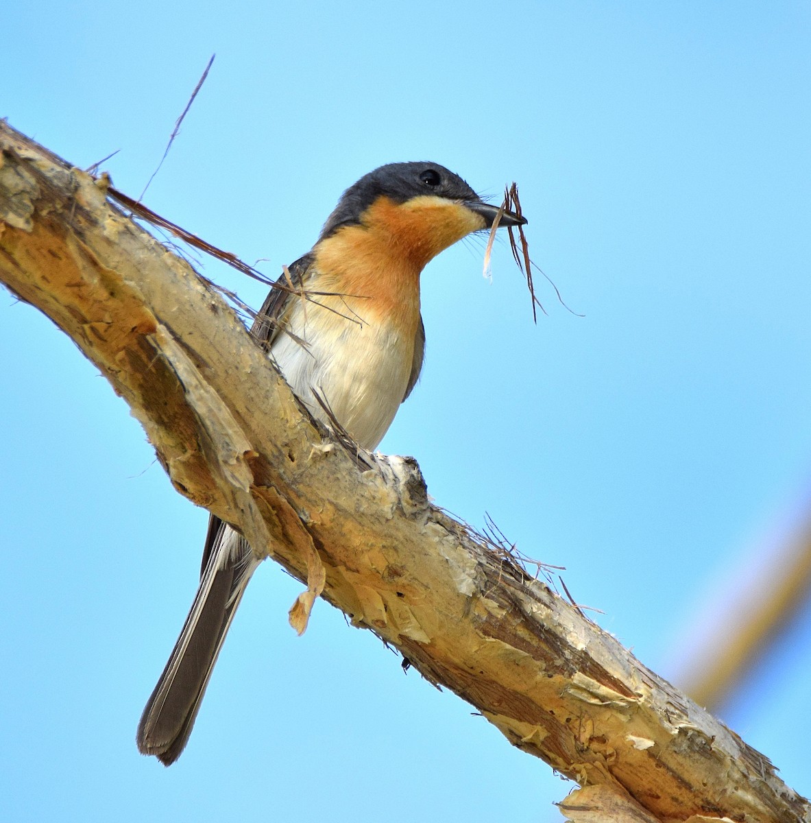 Leaden Flycatcher - ML42799421