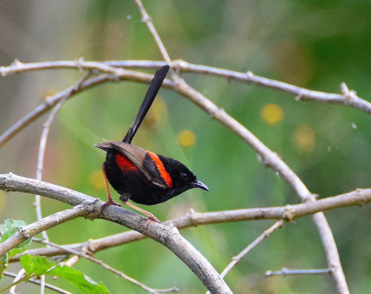 Red-backed Fairywren - ML42799571