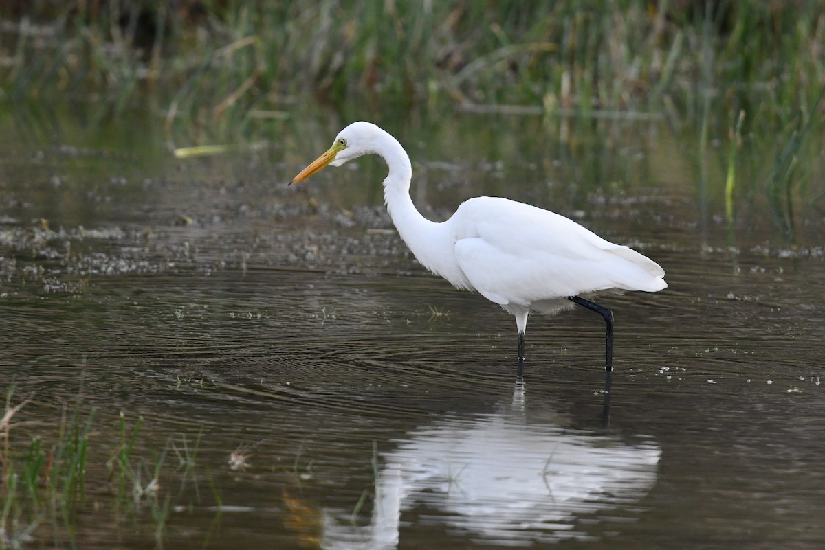 Medium Egret - Andreas Deissner