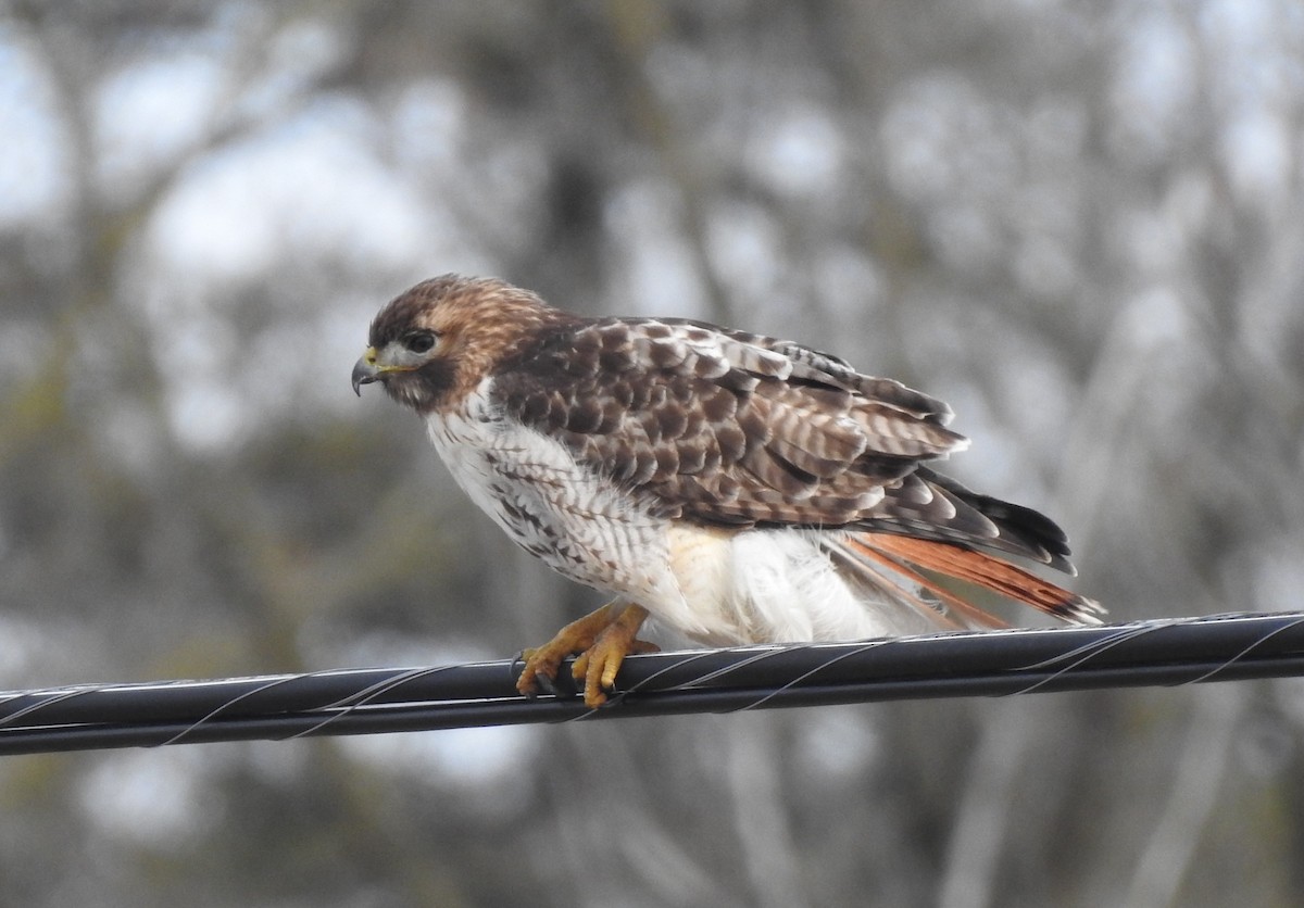 Red-tailed Hawk - Curtis Combdon