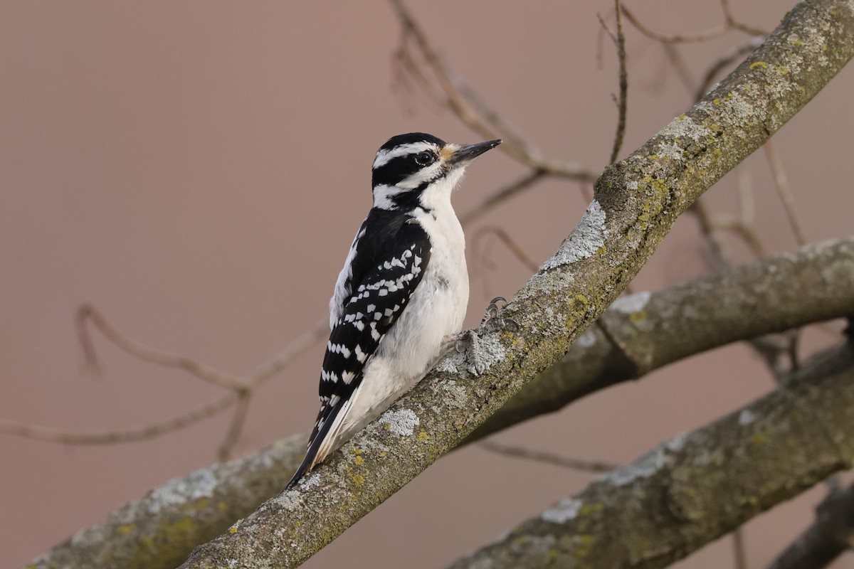 Downy Woodpecker - Chris Kennelly