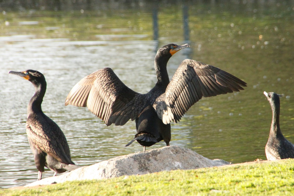 Cormoran à aigrettes - ML427999671